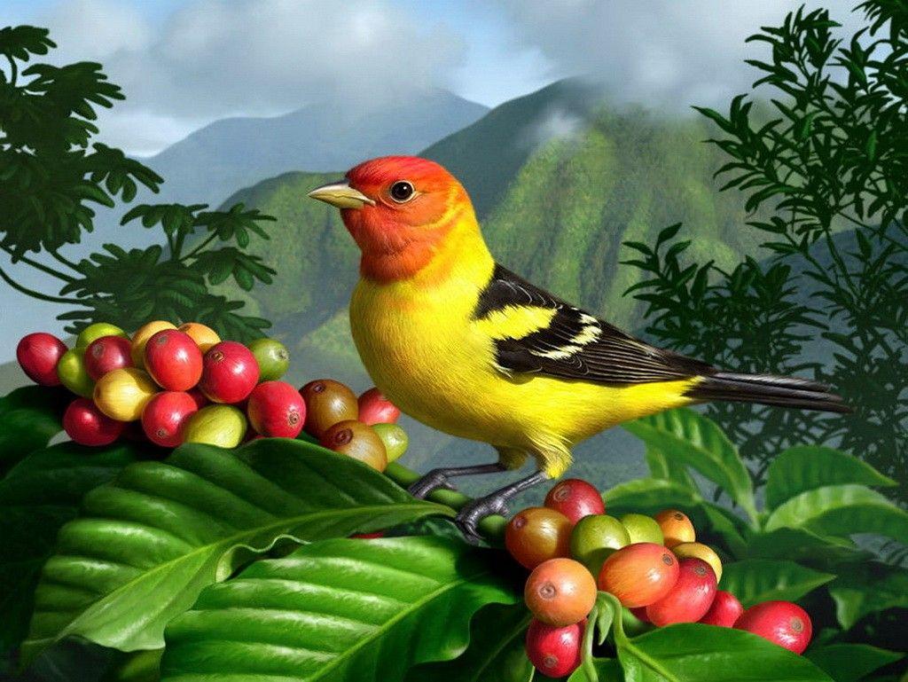 1024x769 Birds Tanager Sweet Branches Bird Colorful Cute Clouds Beautiful