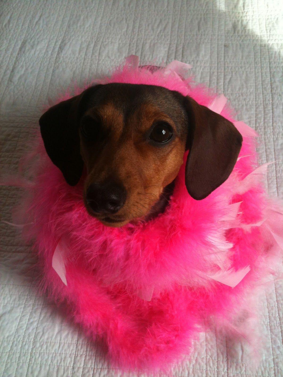 1200x1600 Dachshund Valentine photo and wallpaper. Beautiful Dachshund