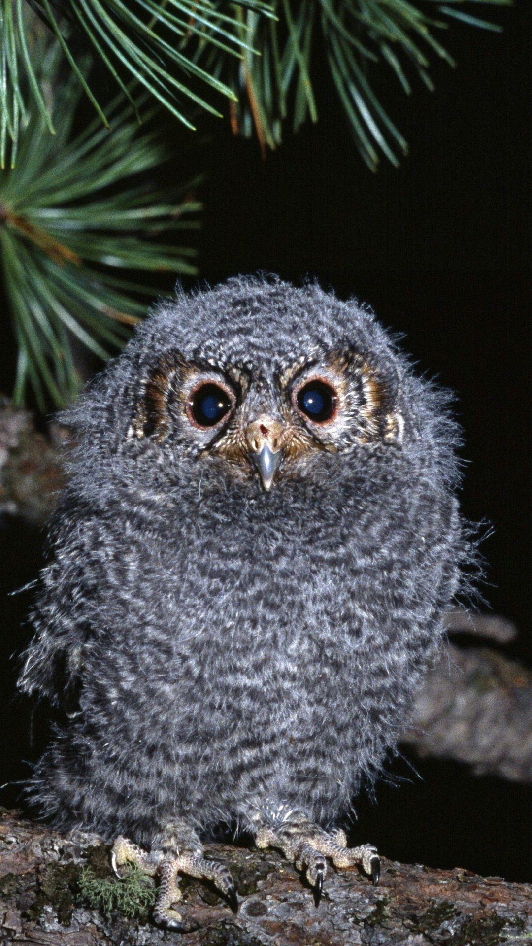 1080x1920 HD Cute Owl Wallpaper for Android
