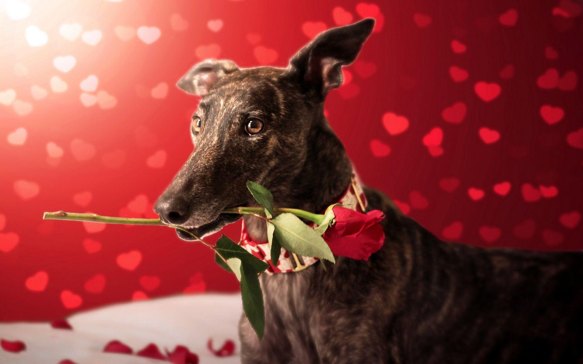 Valentine Dog Wallpapers - Top Free Valentine Dog Backgrounds - WallpaperAccess