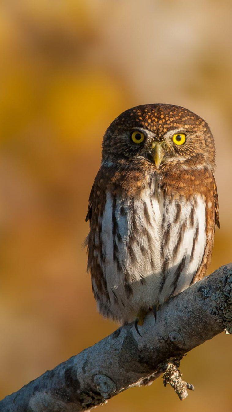 758x1348 HD Cute Owl Wallpaper for Android
