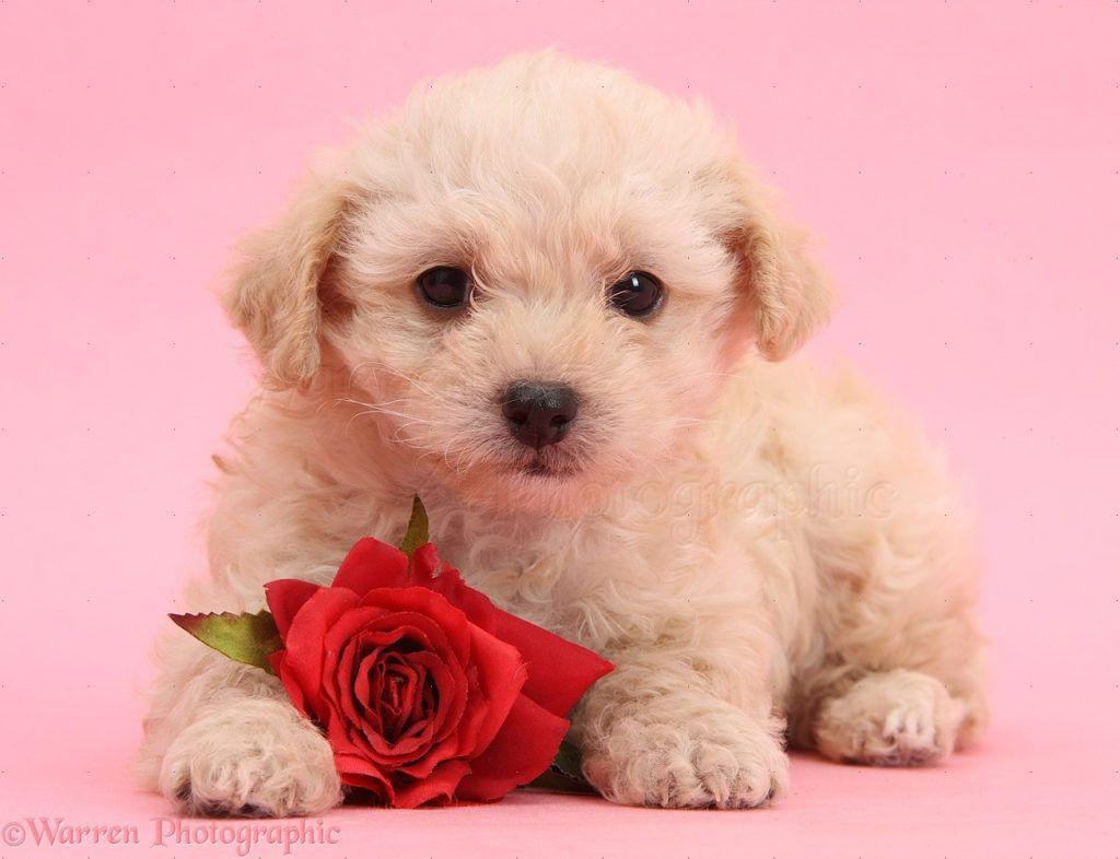 1024x786 Gorgeous Valentine's Day Dog Wallpaper