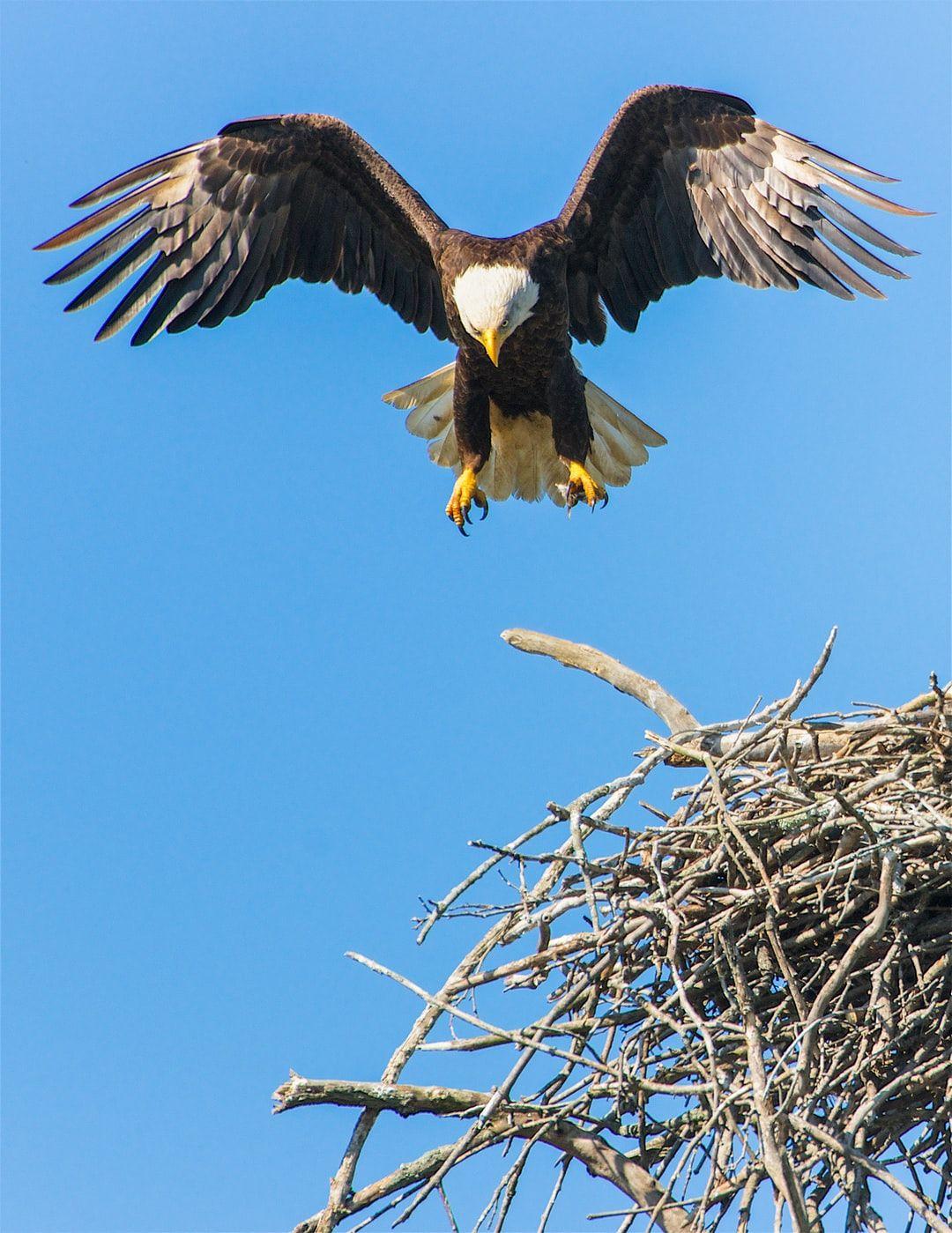 1080x1399 Eagle Wallpaper: Free HD Download [HQ]