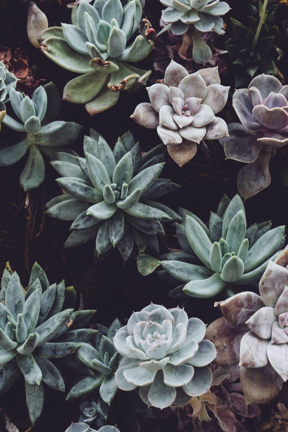 1000x1500 Succulent Picture. Download Free .com