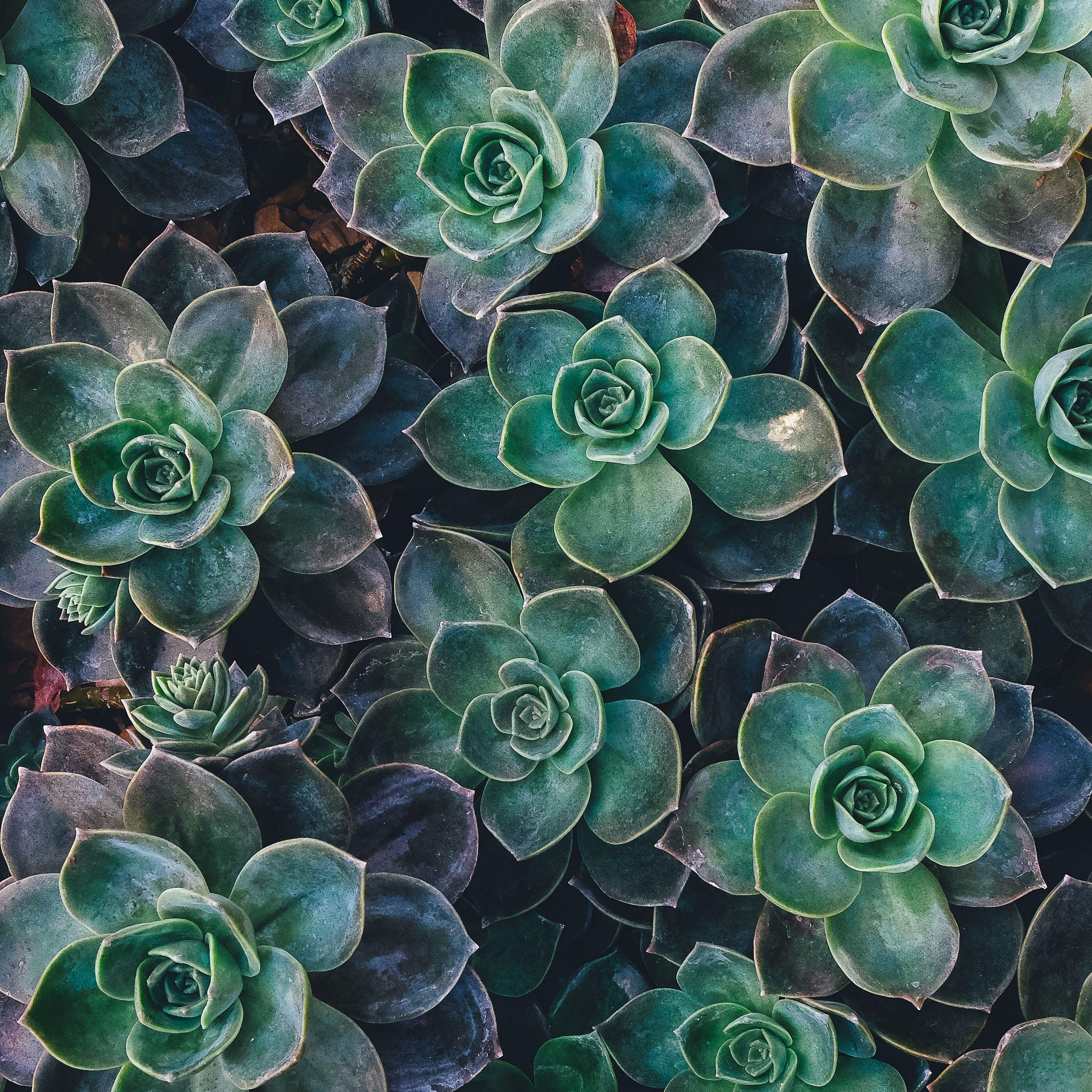 2780x2780 Wallpaper Echeveria, Succulents, Plant .itl.cat