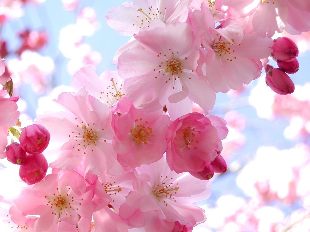 1024x768 Cherry Blossom Wallpaper For iPhone 6 Plus Anime Flower Wallpaper & Background Download