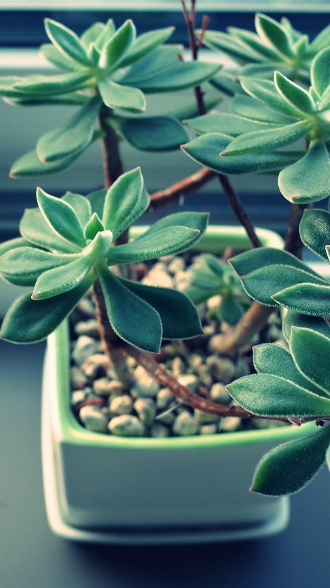 1080x1920 Succulent iPhone Wallpaper