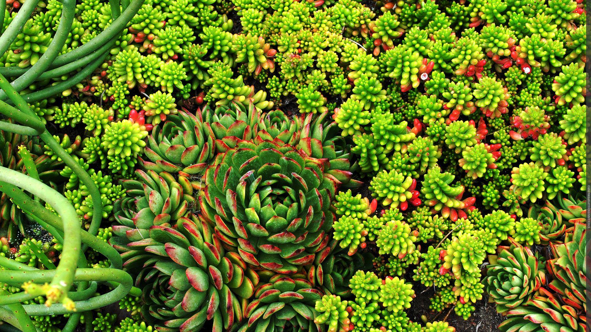 1920x1080 Succulents Wallpaper .