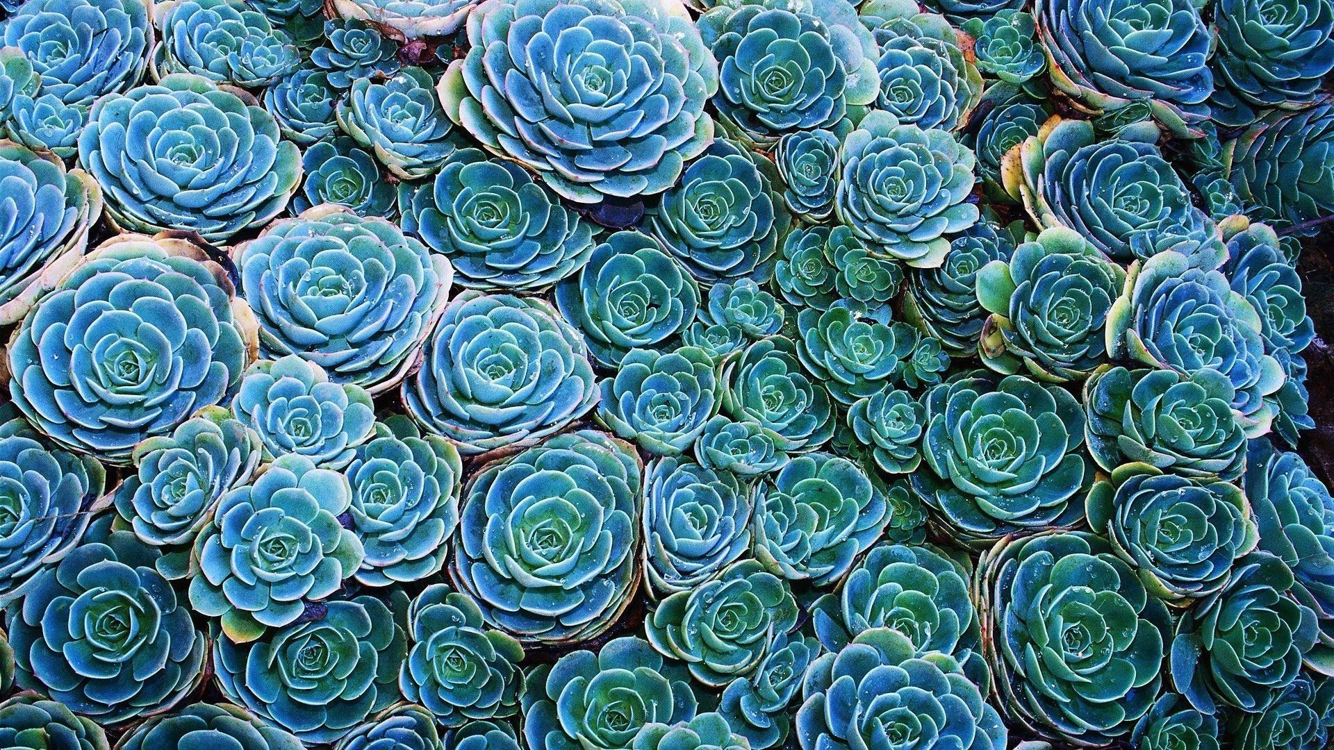 1920x1080 Succulent Plants 3D Wallpaper .line.