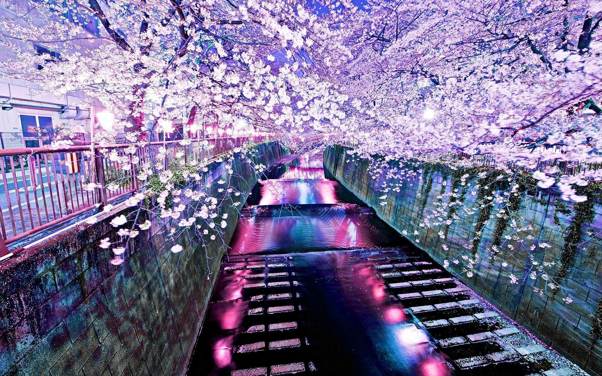 wallpaper engine best cherry blossom