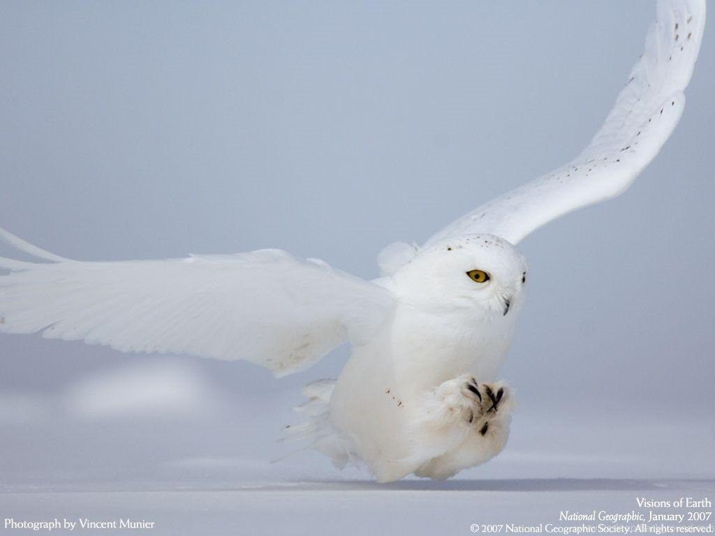 1024x768 White Owl Wallpaper HD 8 High .itl.cat