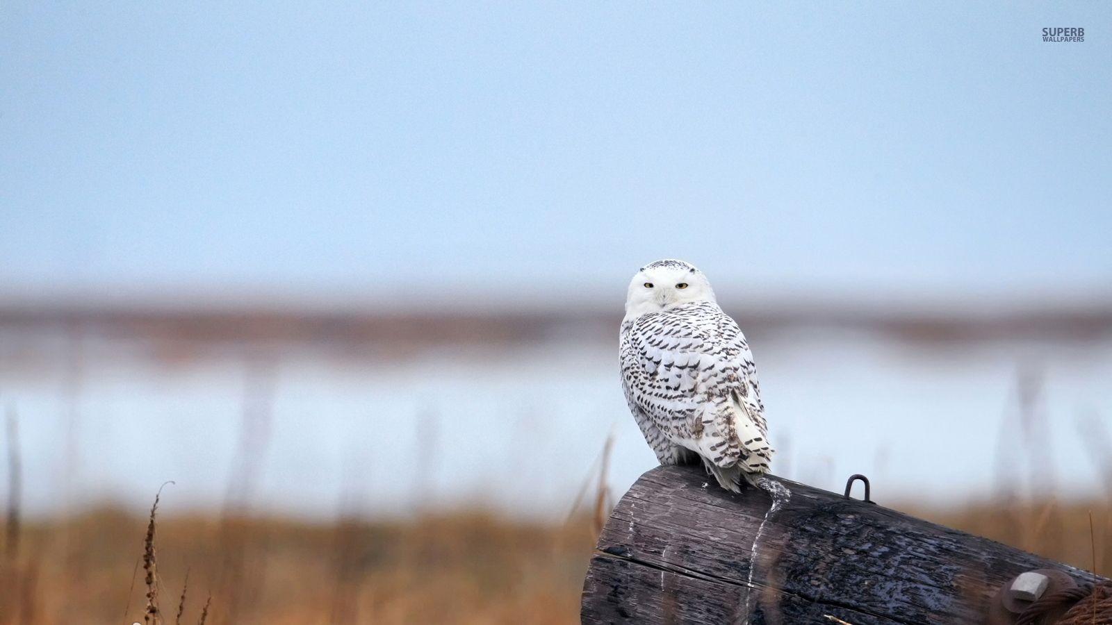 1600x900 Snowy Owl Owl Background .
