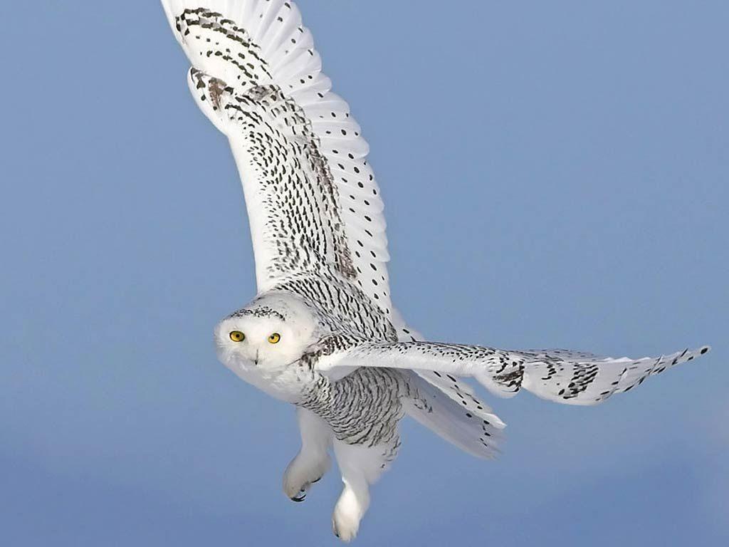 1024x768 Snowy Owl. The Biggest Animals Kingdom .com