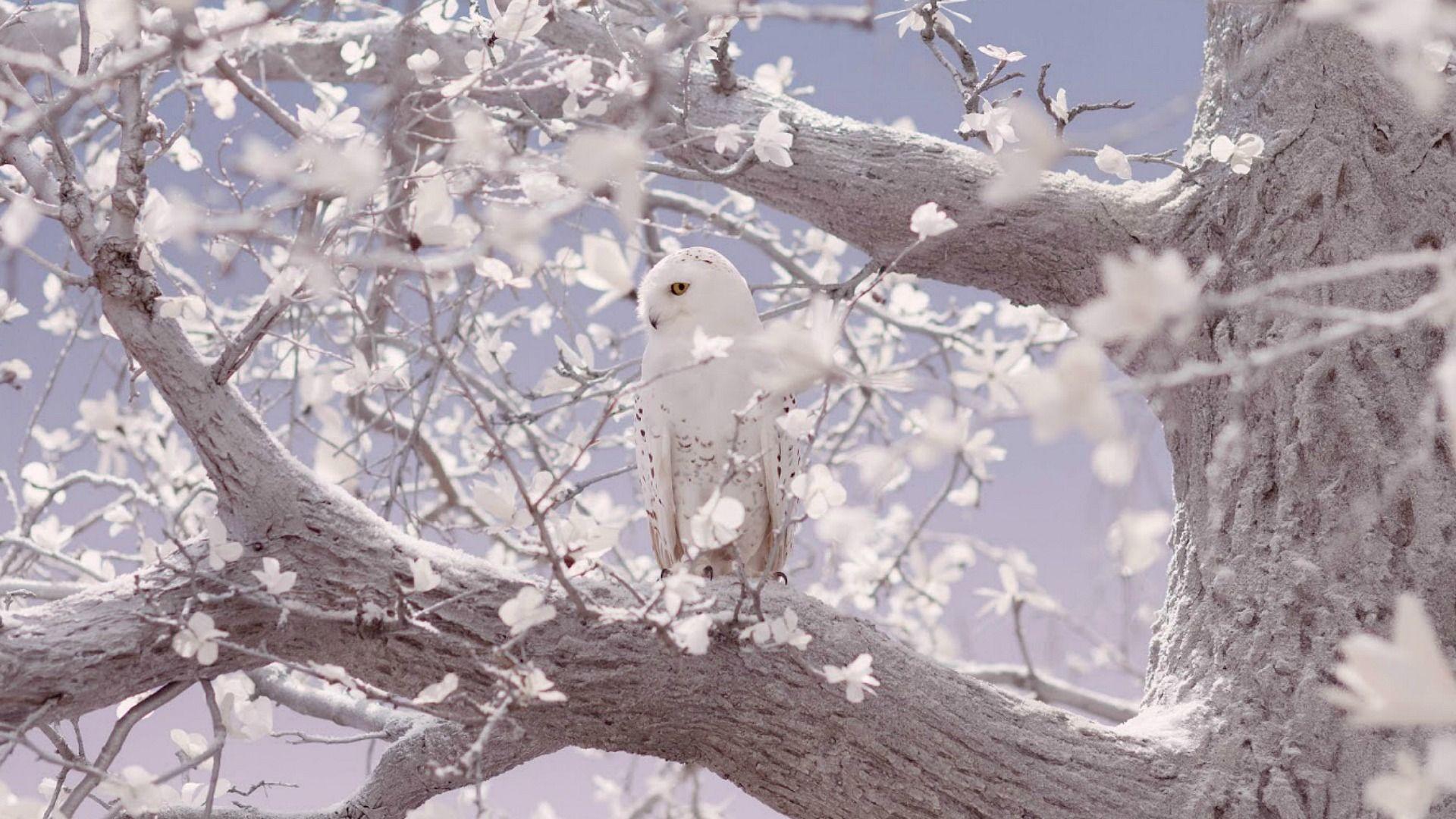 1920x1080 snowy owl wallpaper. snowy .