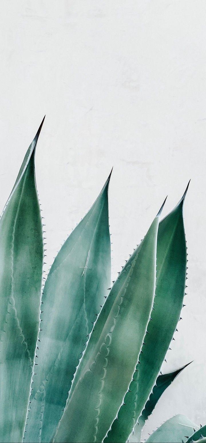 720x1544 Aloe Succulent Plant Wallpaper .itl.cat