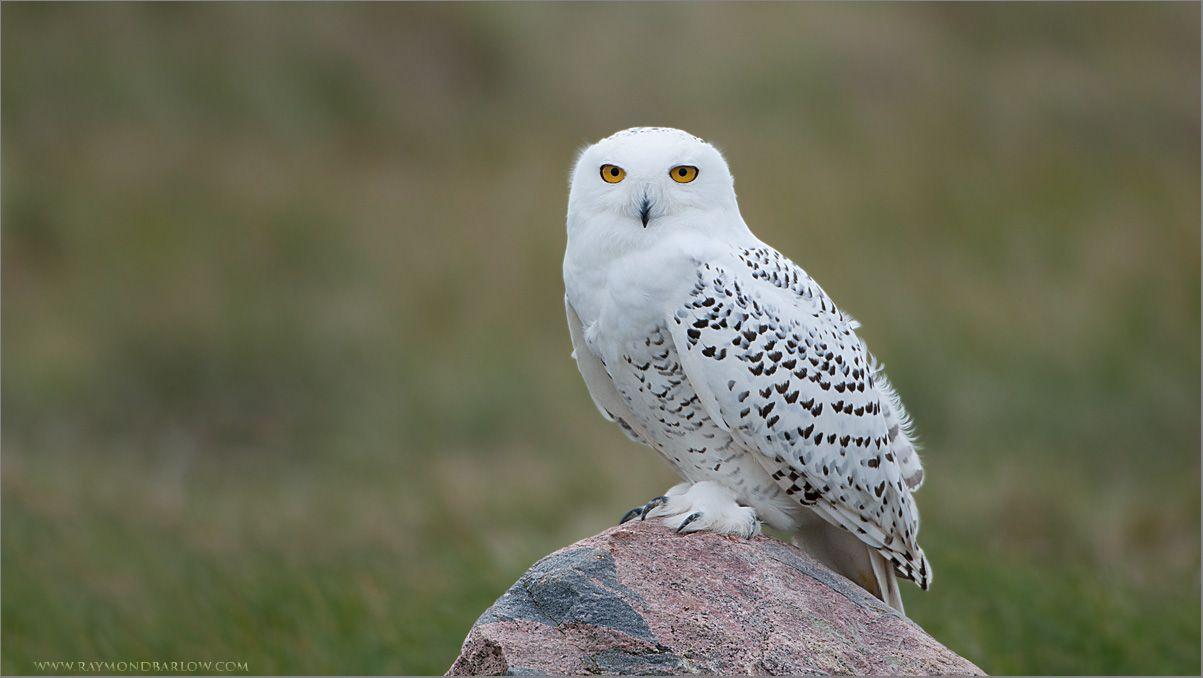 1203x678 Preview Snowy Owl Wallpaper .