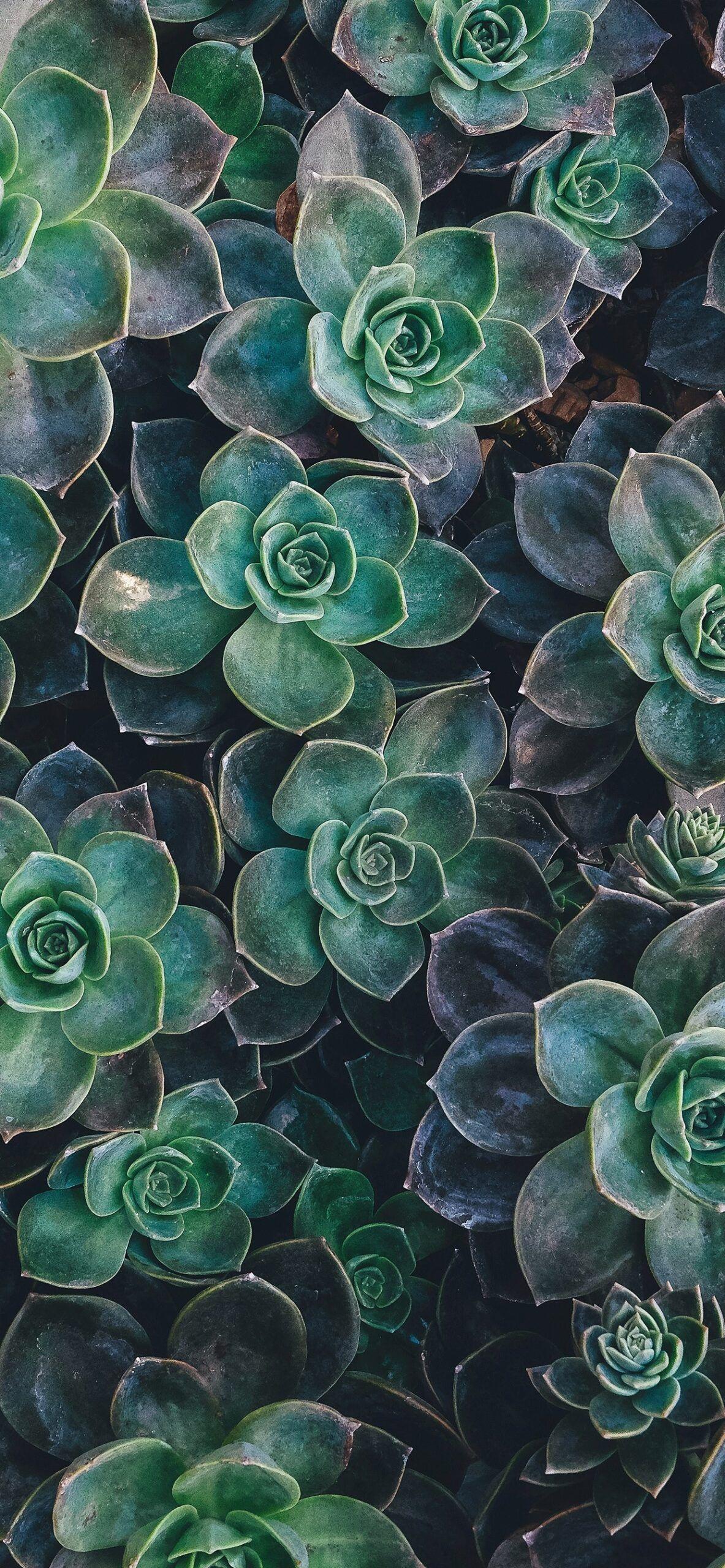 Succulent Plants Wallpapers - Top Free Succulent Plants Backgrounds ...