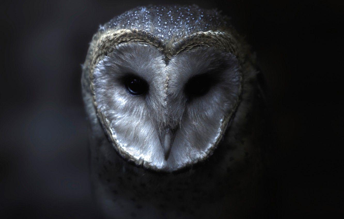 1332x850 Wallpaper Owl