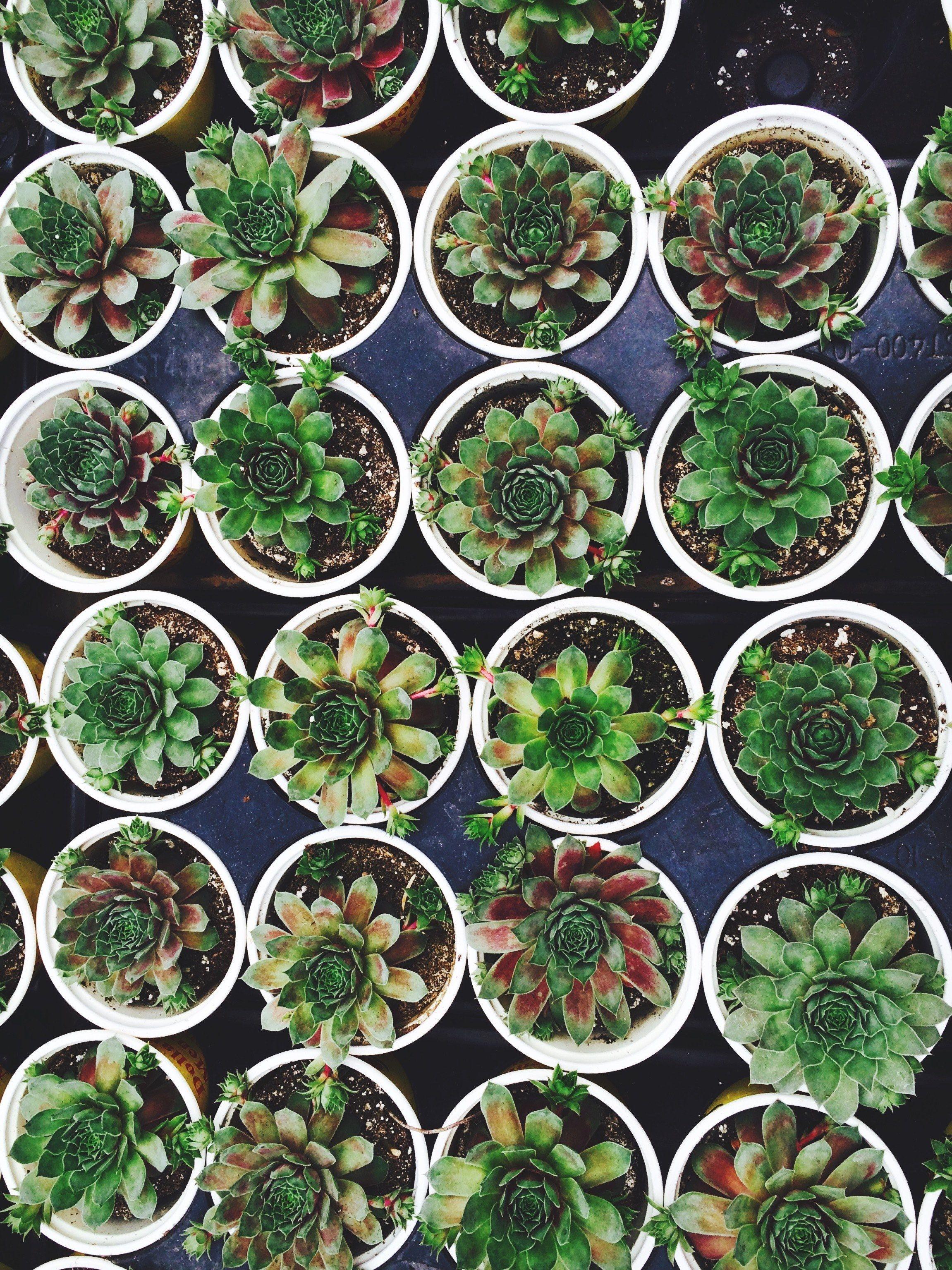 2302x3070 Succulent Plant Wallpaper