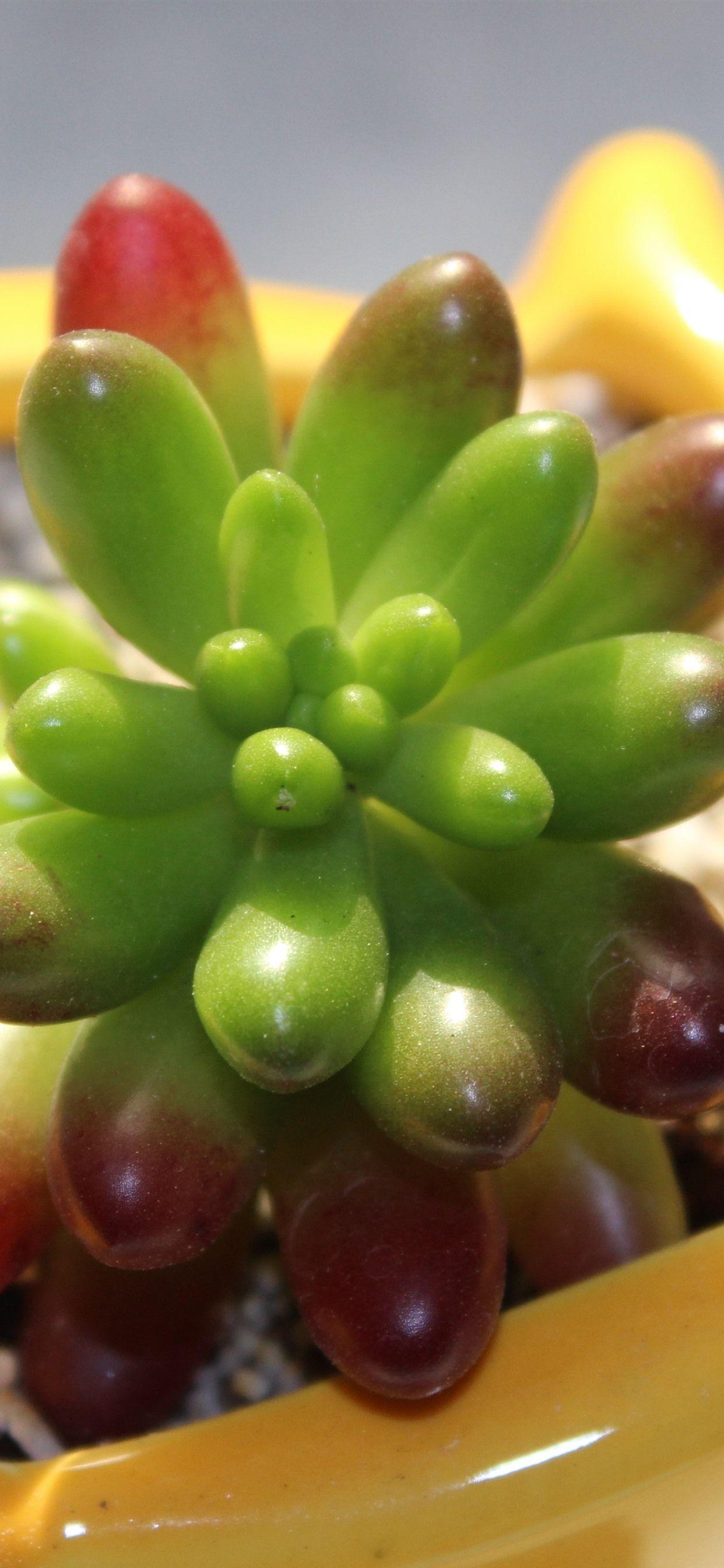 1242x2688 iPhone Wallpaper Succulent Plants .