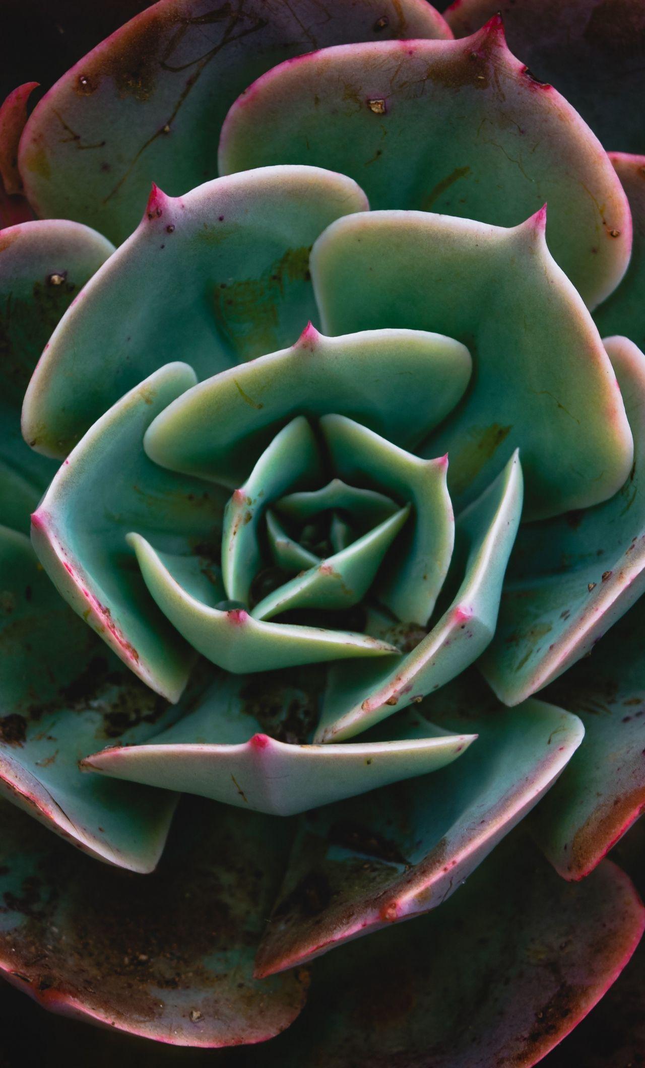 1280x2120 echeveria, succulent, plant .