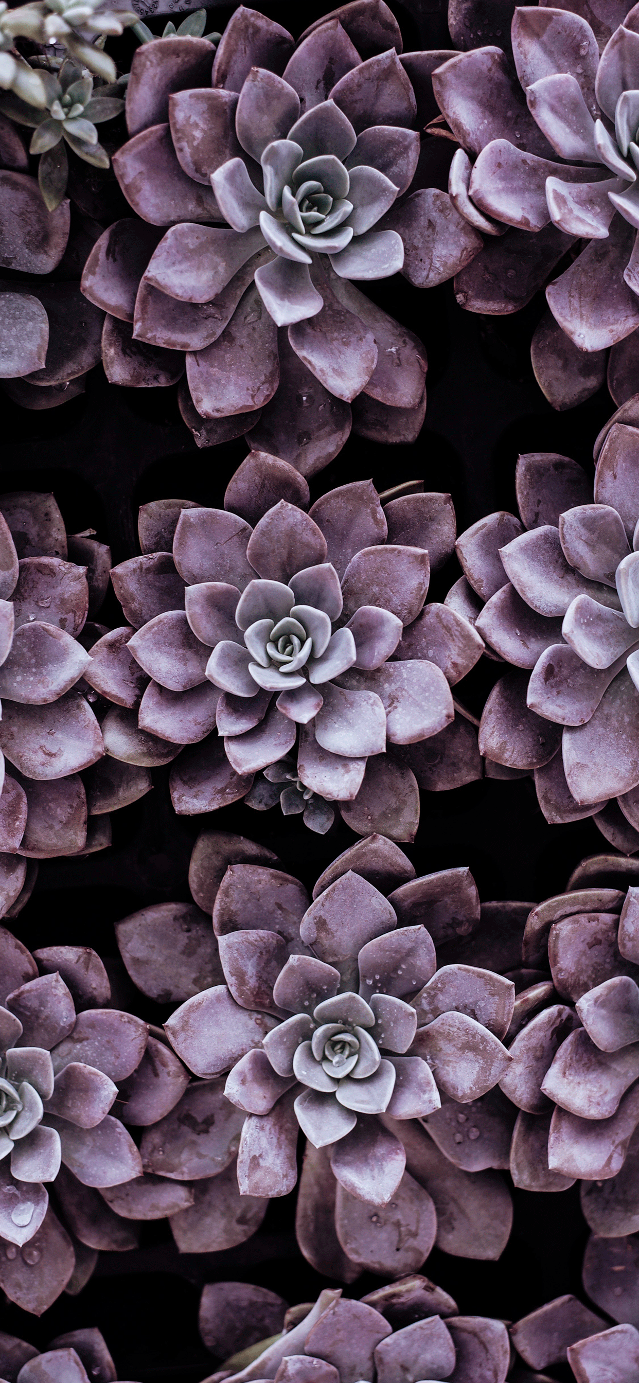 1242x2688 Succulent plant Wallpaper for iPhone 11 .3wallpaper.fr