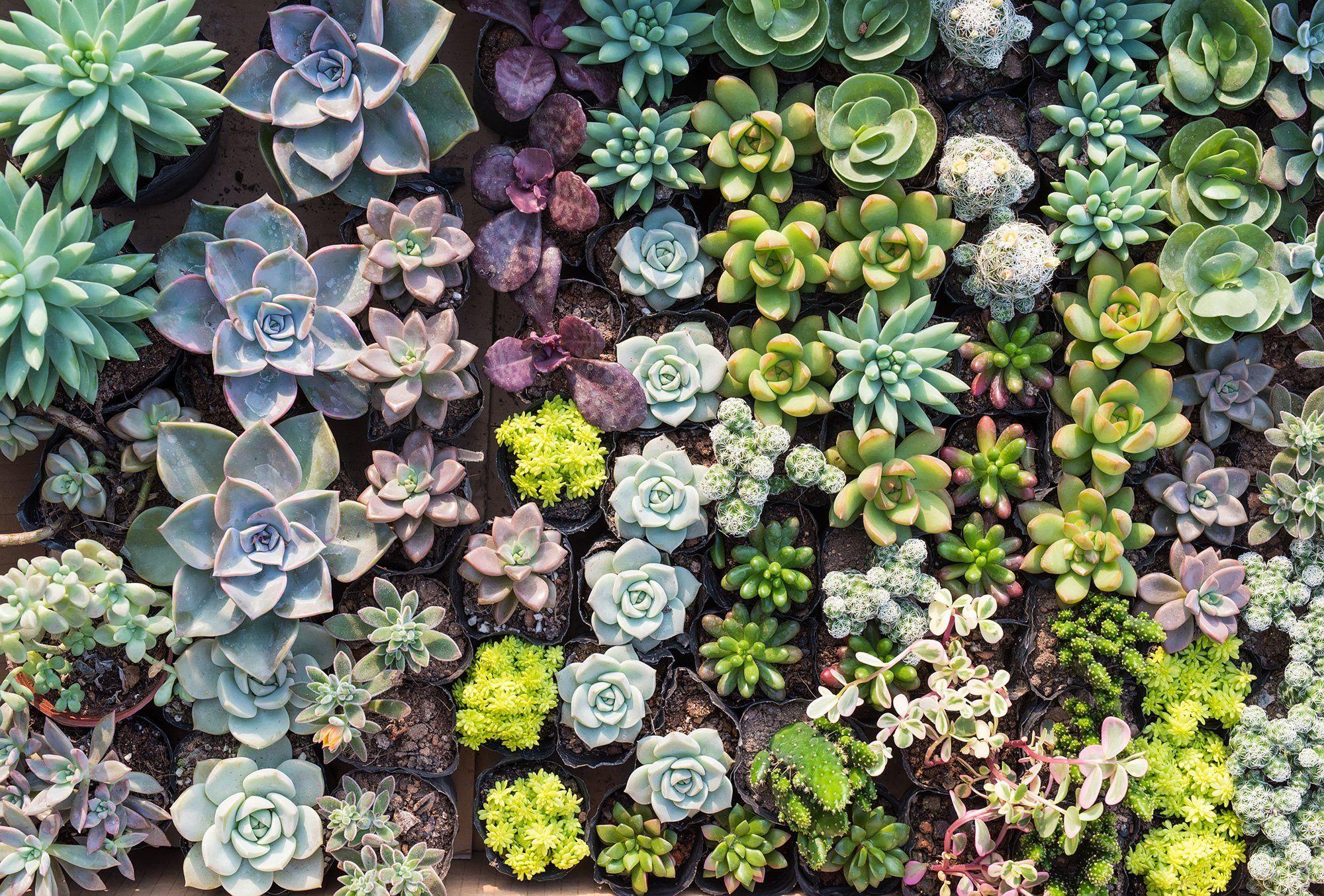 2000x1354 Succulent Paradise Mural Wallpaper .wallsrepublic.com · In stock