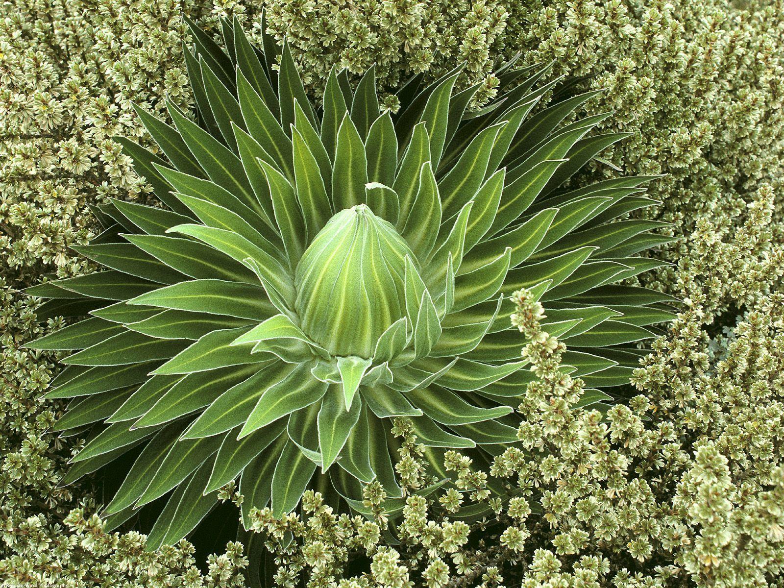1600x1200 Wild Succulent Plants .line.