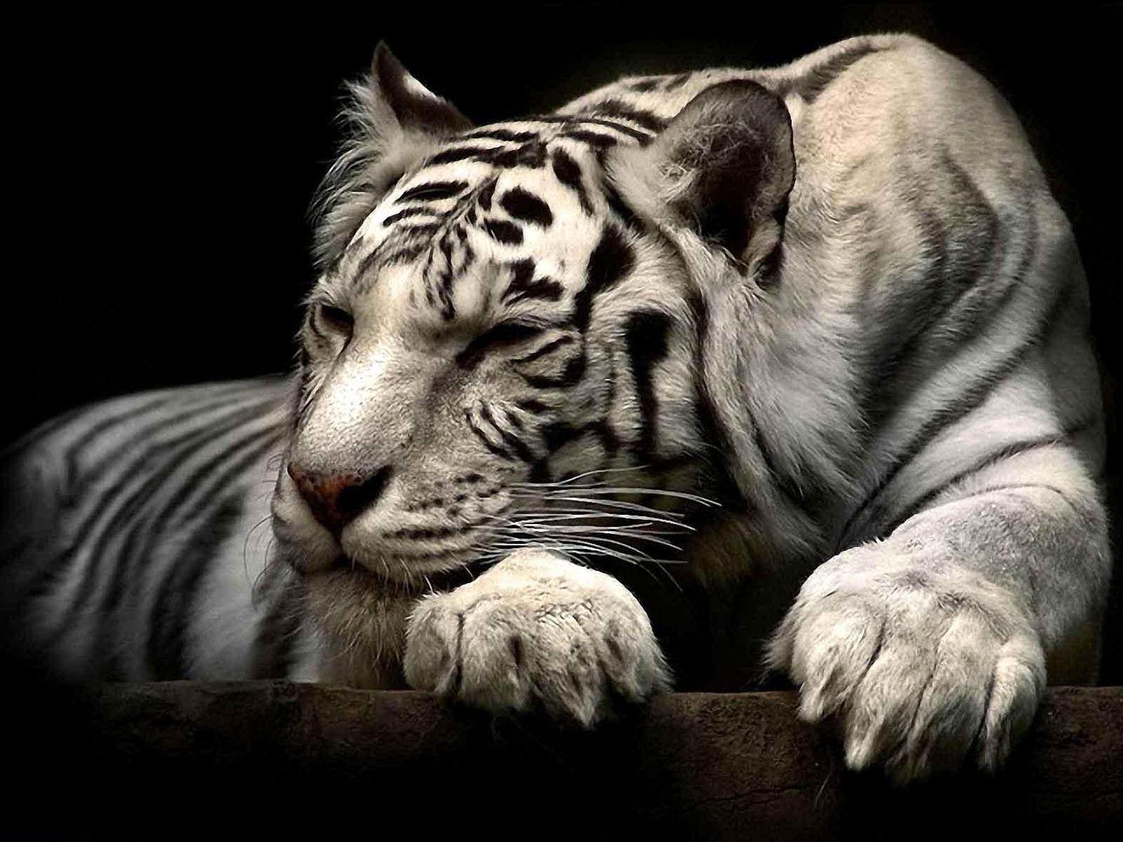 1600x1200 White Tiger Background Best Of White .