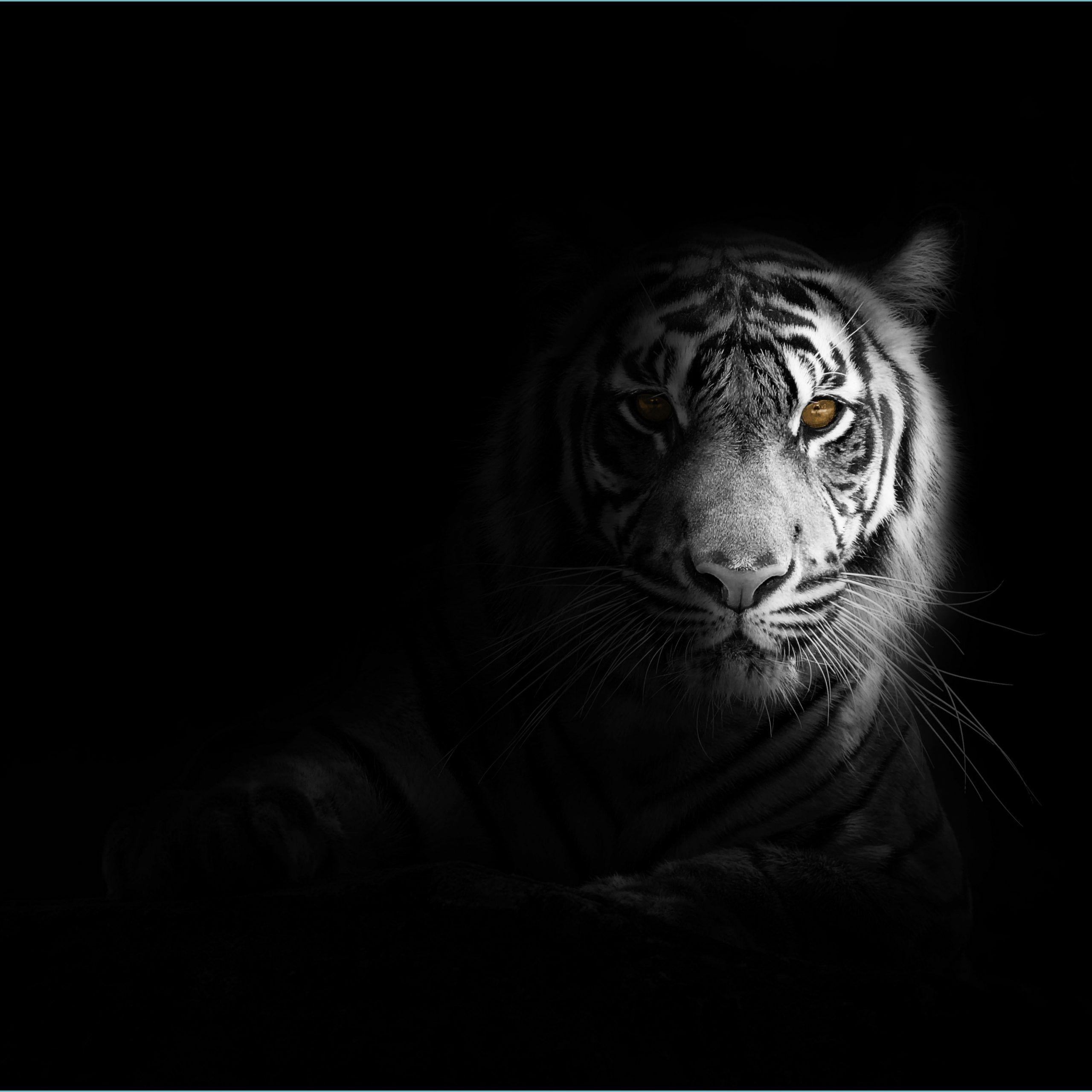 Awesome White Tiger Wallpapers Top Free Awesome White Tiger