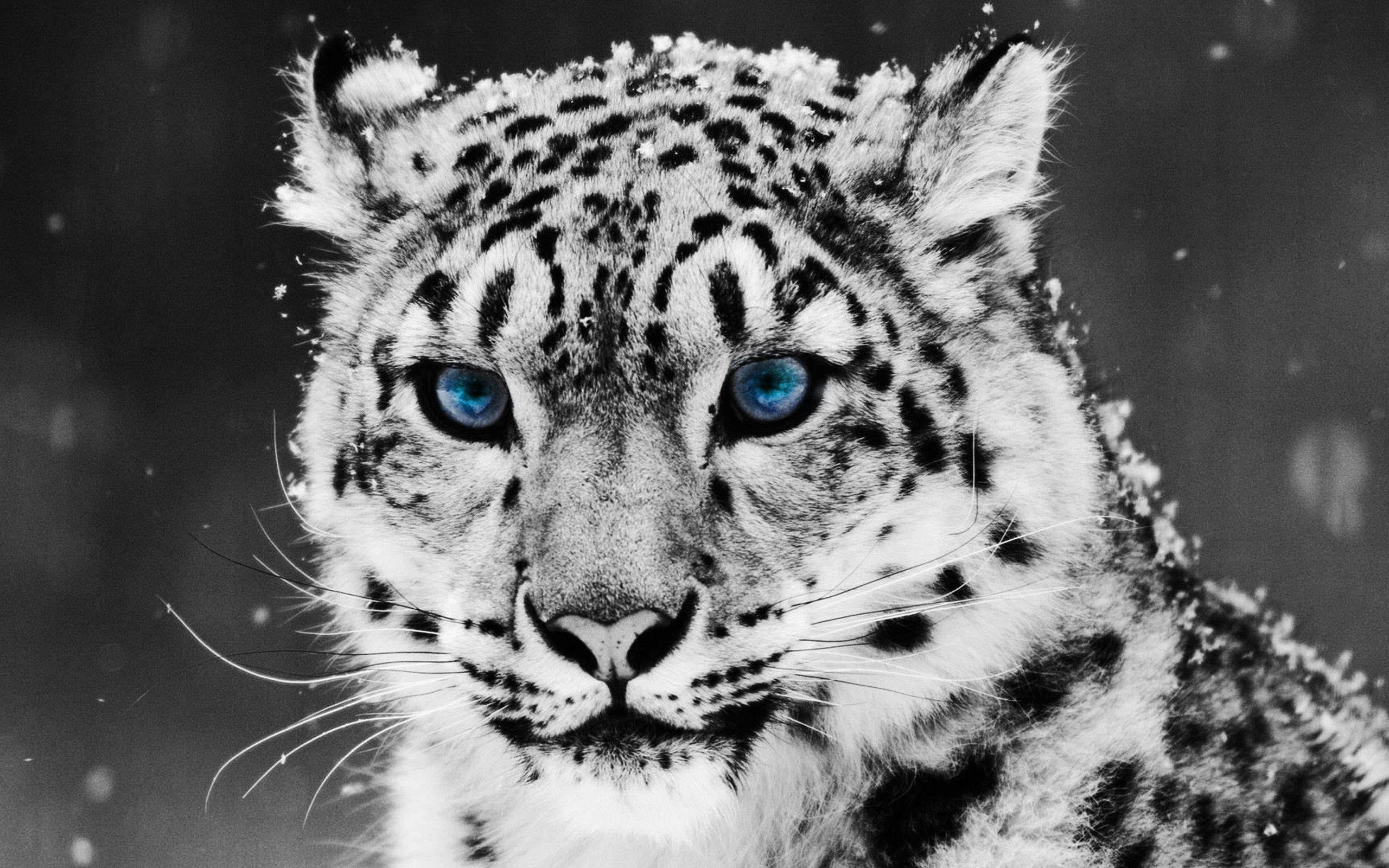 2560x1600 Best Tiger Mac Wallpaper Free HD .