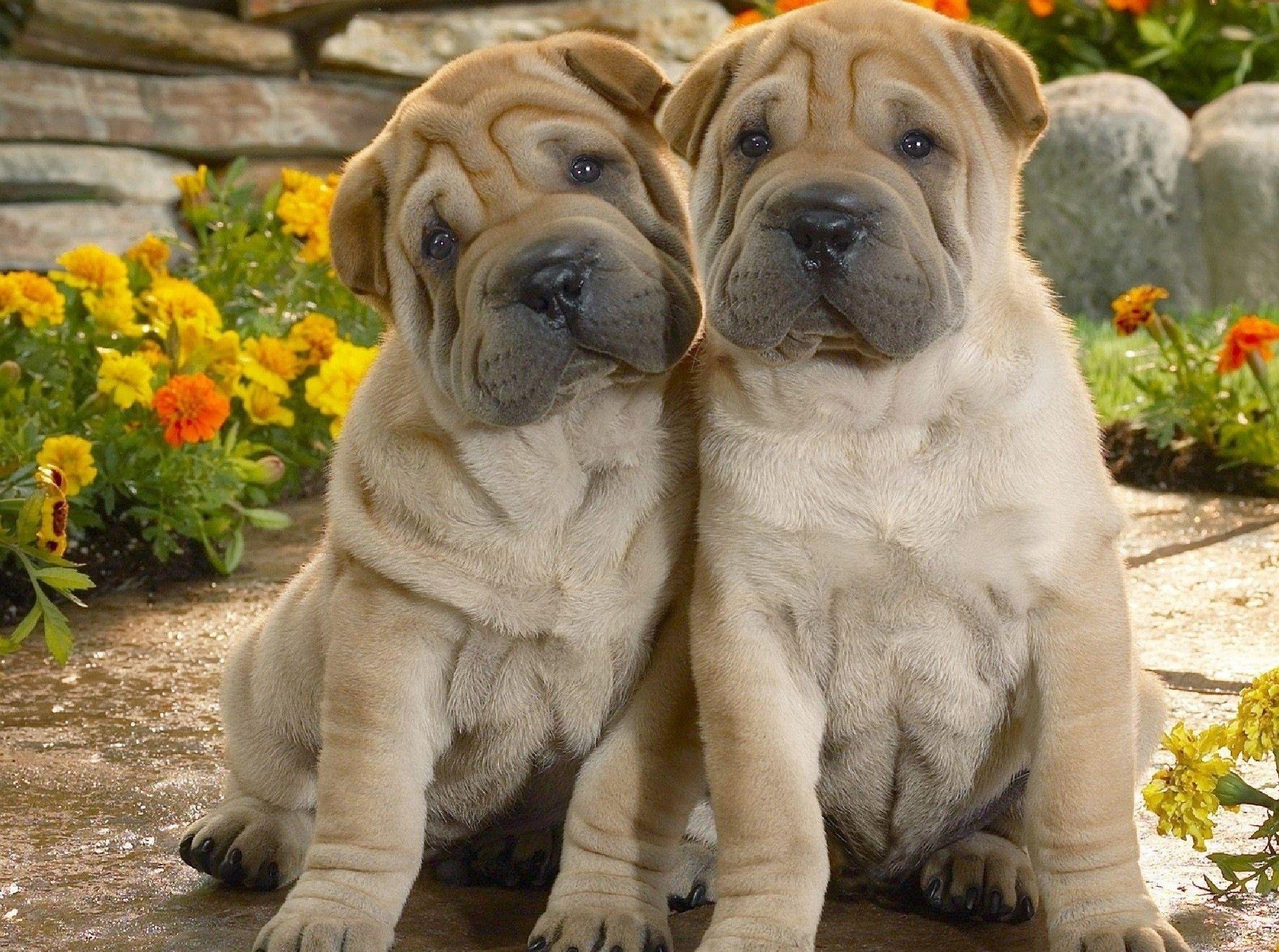 2017x1502 Dog: Make Cute Valentine Puppy Dogs Smile Two Wallpaper Image Dog