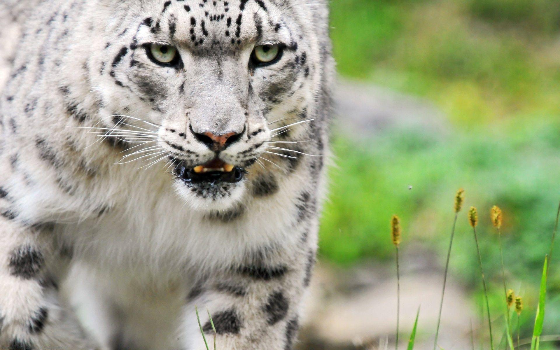 1920x1200 White Tiger HD