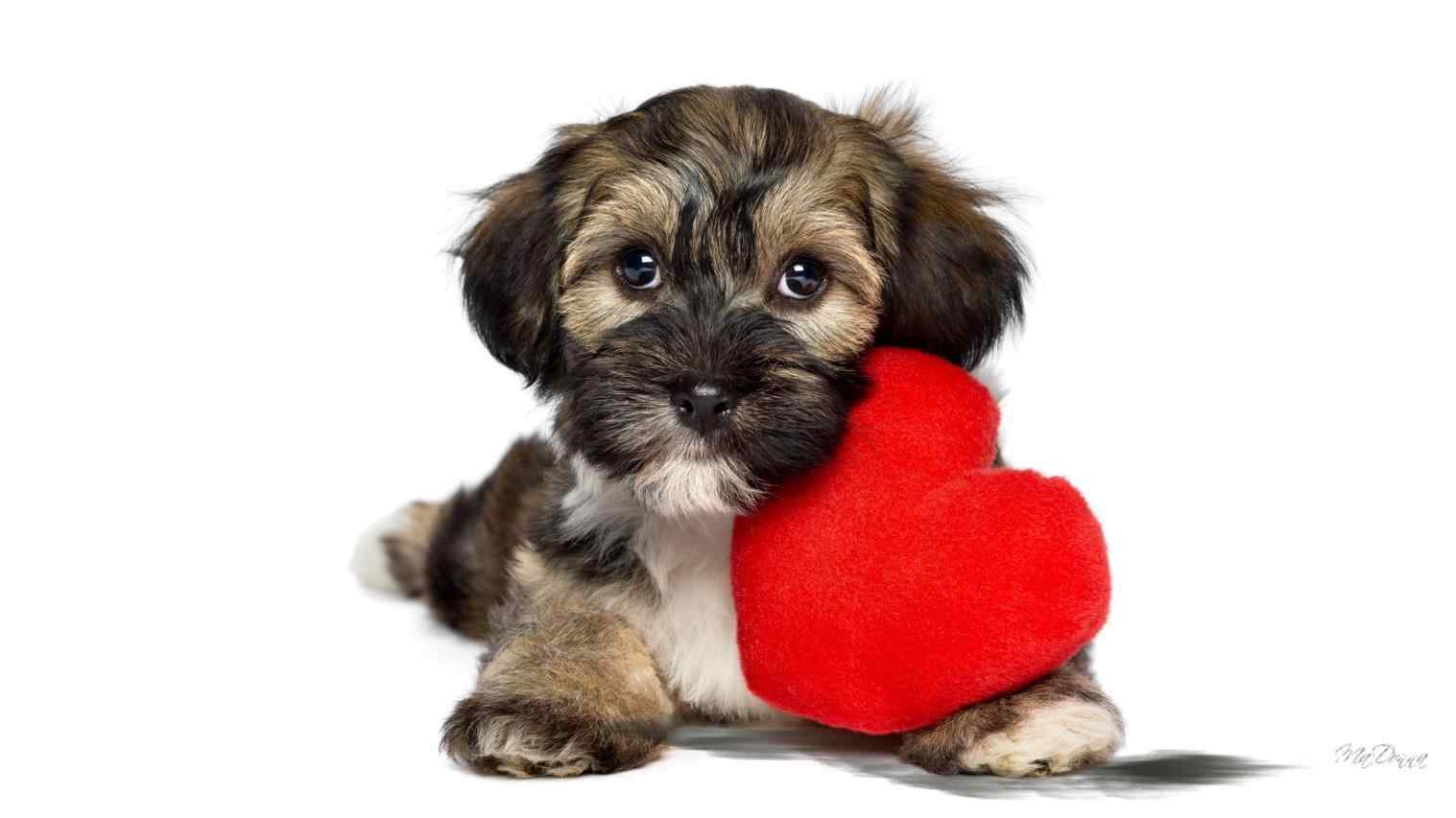 Valentine Dog Wallpapers - Top Free Valentine Dog Backgrounds