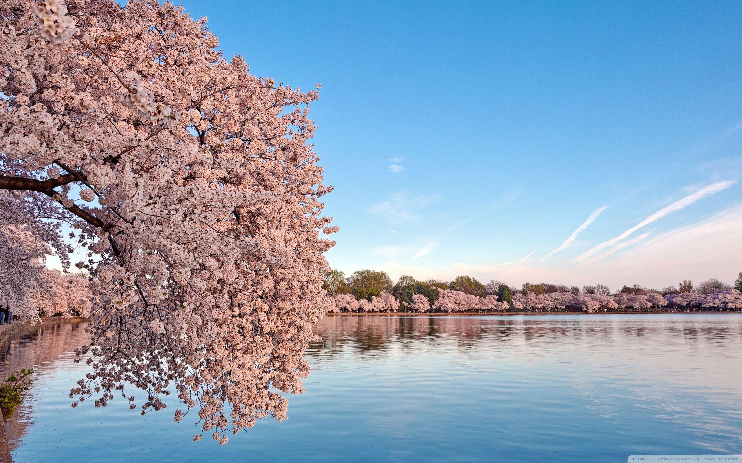 2560x1600 Washington DC Cherry Blossom Ultra HD .