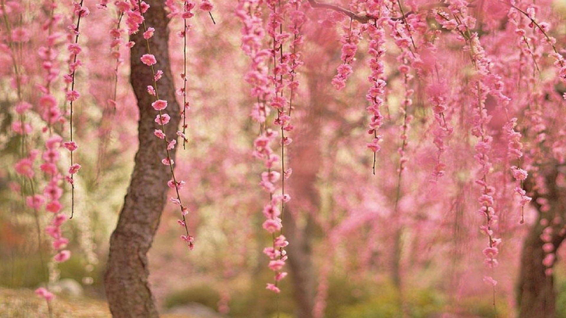 1920x1080 Cherry Blossom Desktop Background on .