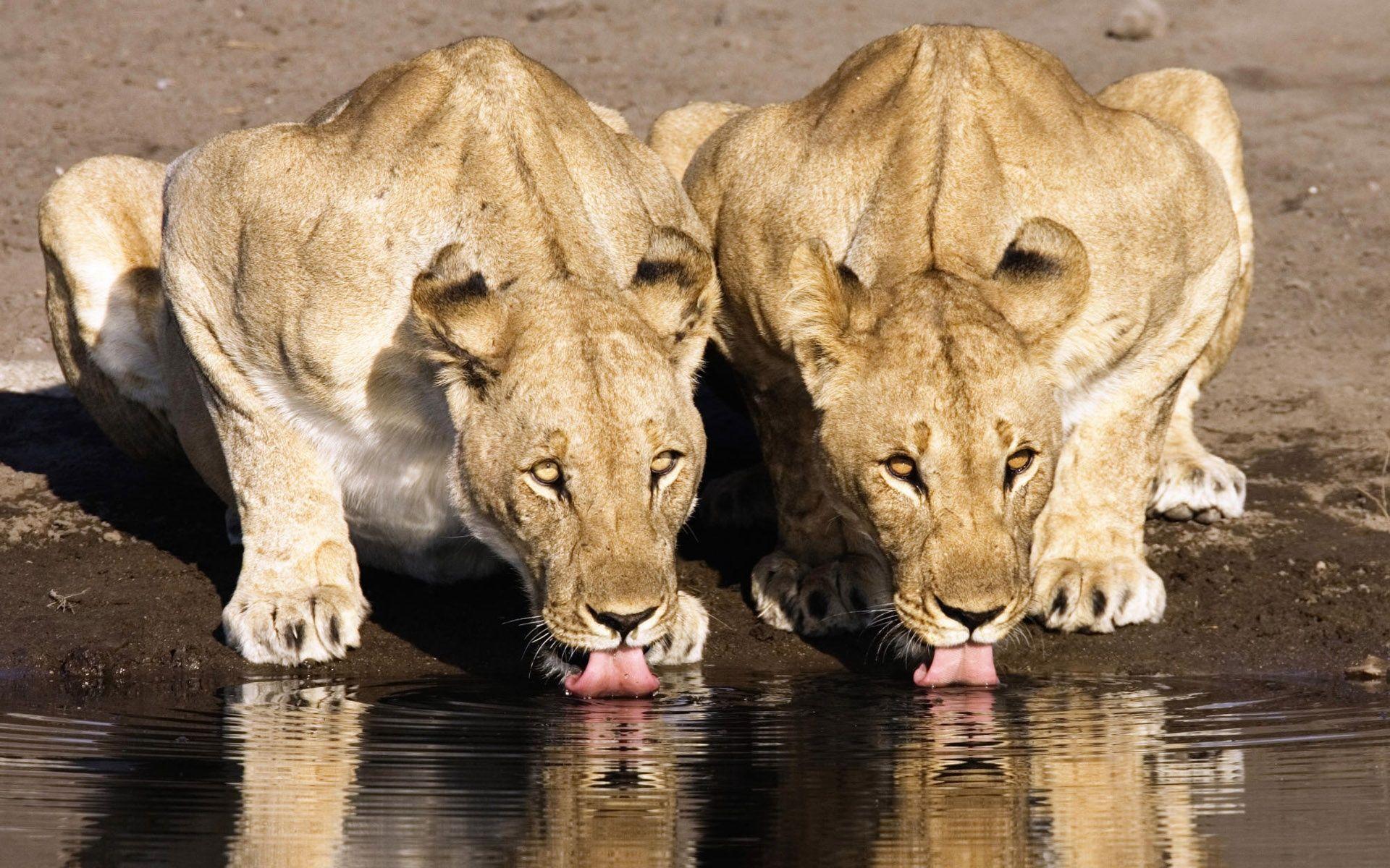 1920x1200 Lion Couple drinking water Wallpaperbestjunglelife.