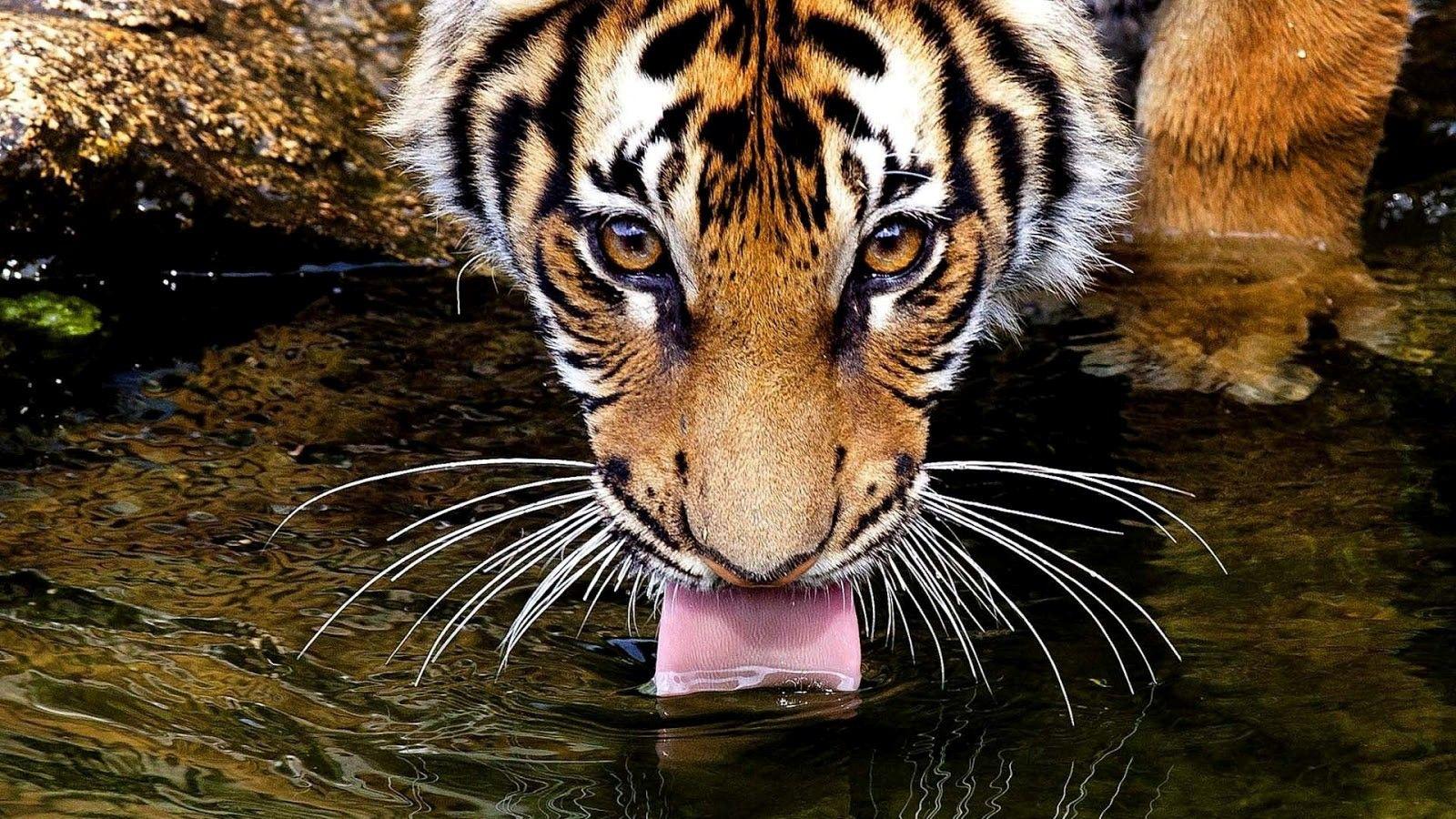 1600x900 Tiger Drink Water Drinking .