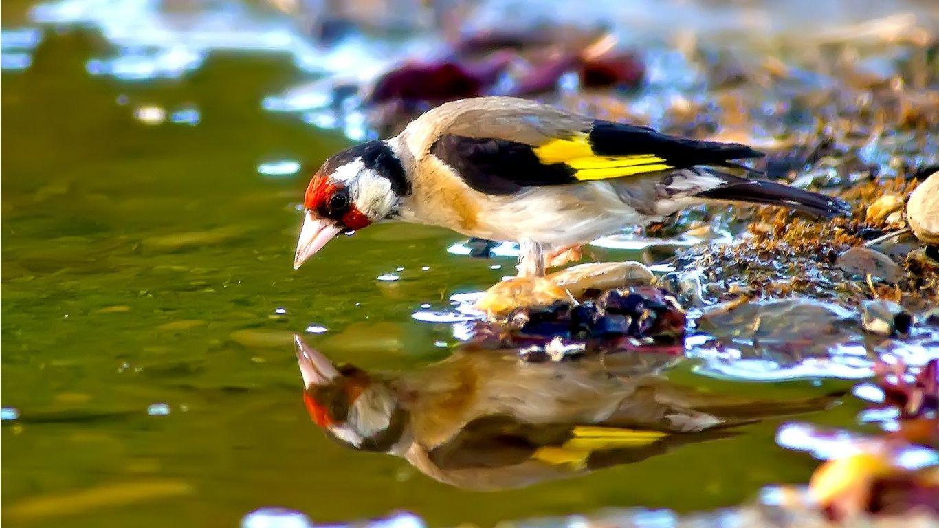 1366x768 Jilguero Bird Drinking Water Wallpaper .com