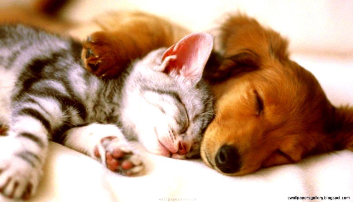 1218x700 Cute Puppy And Kitten Gallery Wallpaper .itl.cat