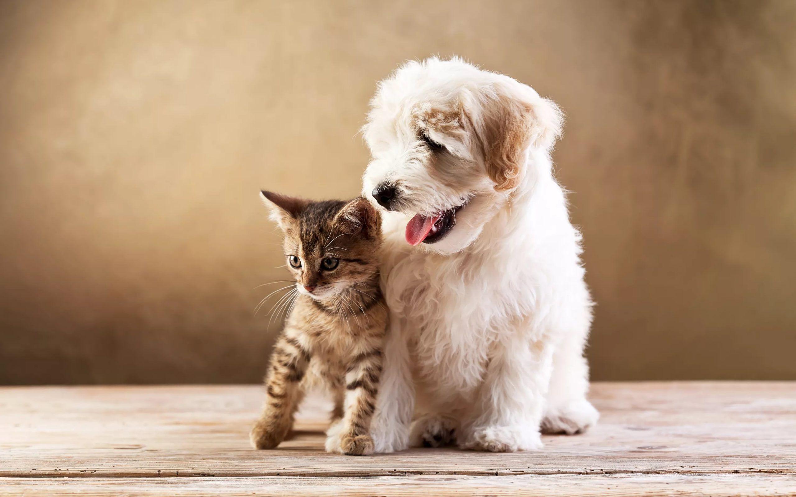 2560x1600 Kitten And Puppy Background .