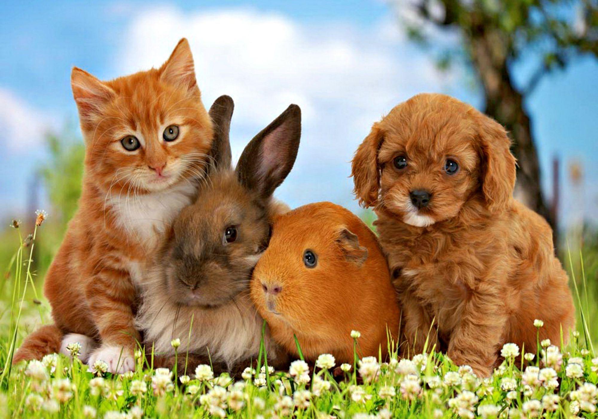 2000x1400 Puppy And Kitten Wallpaper