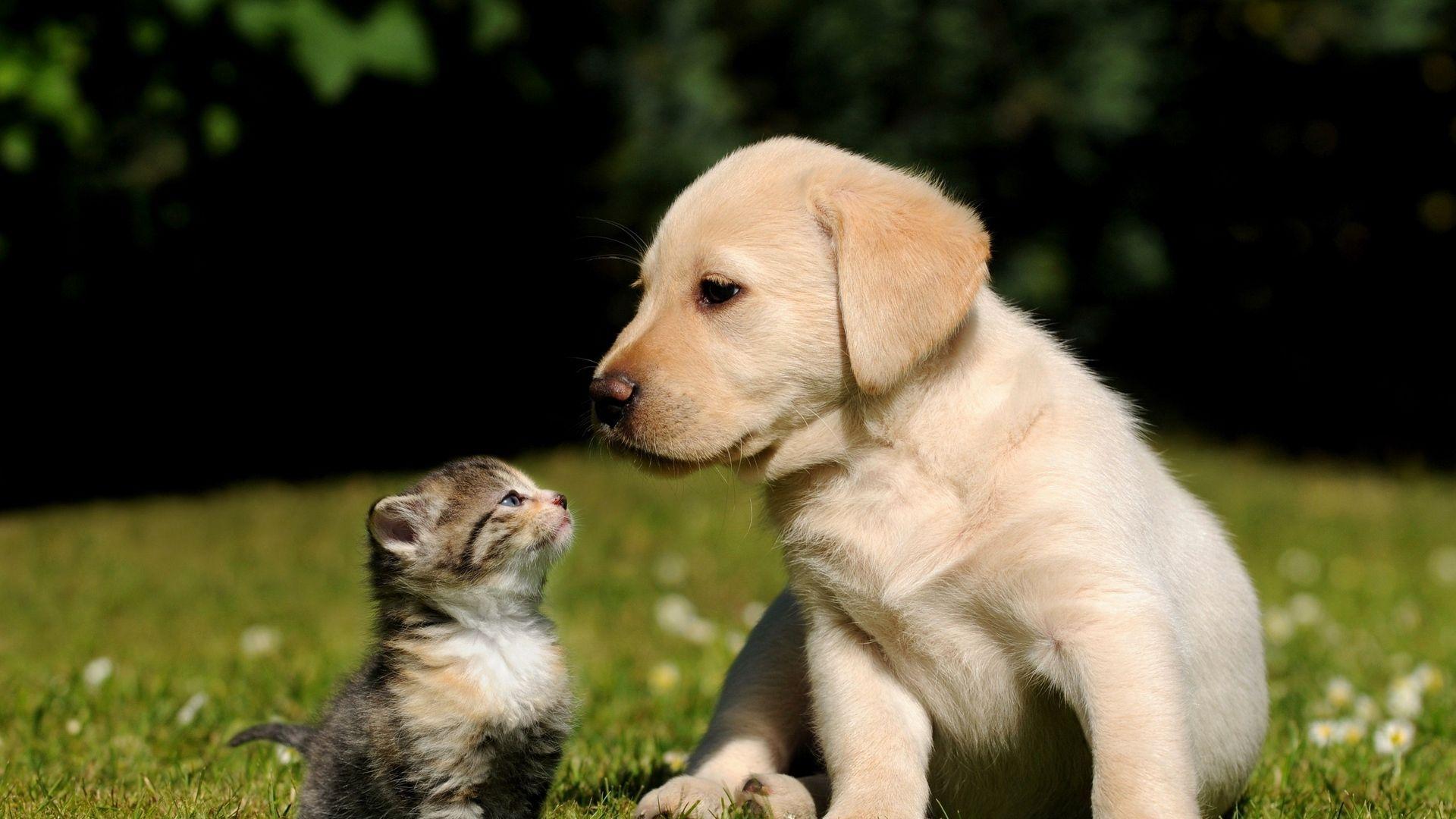 1920x1080 Puppy and Kitten Wallpaper .