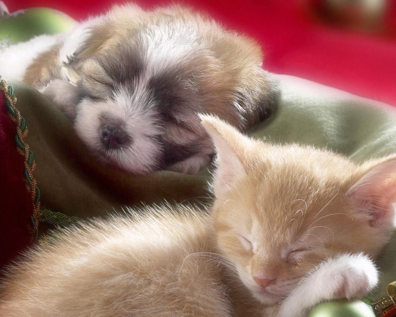 1280x1024 Kitten Cute New Wallpaper Themes .