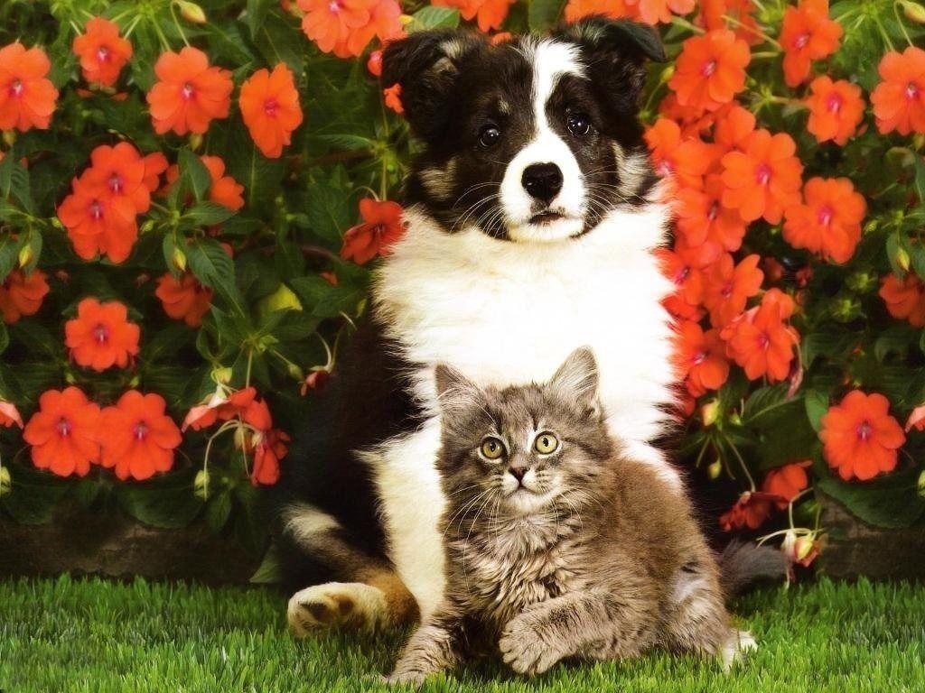 1024x768 Kitten And Puppy Wallpaper .blogdoceilusao.
