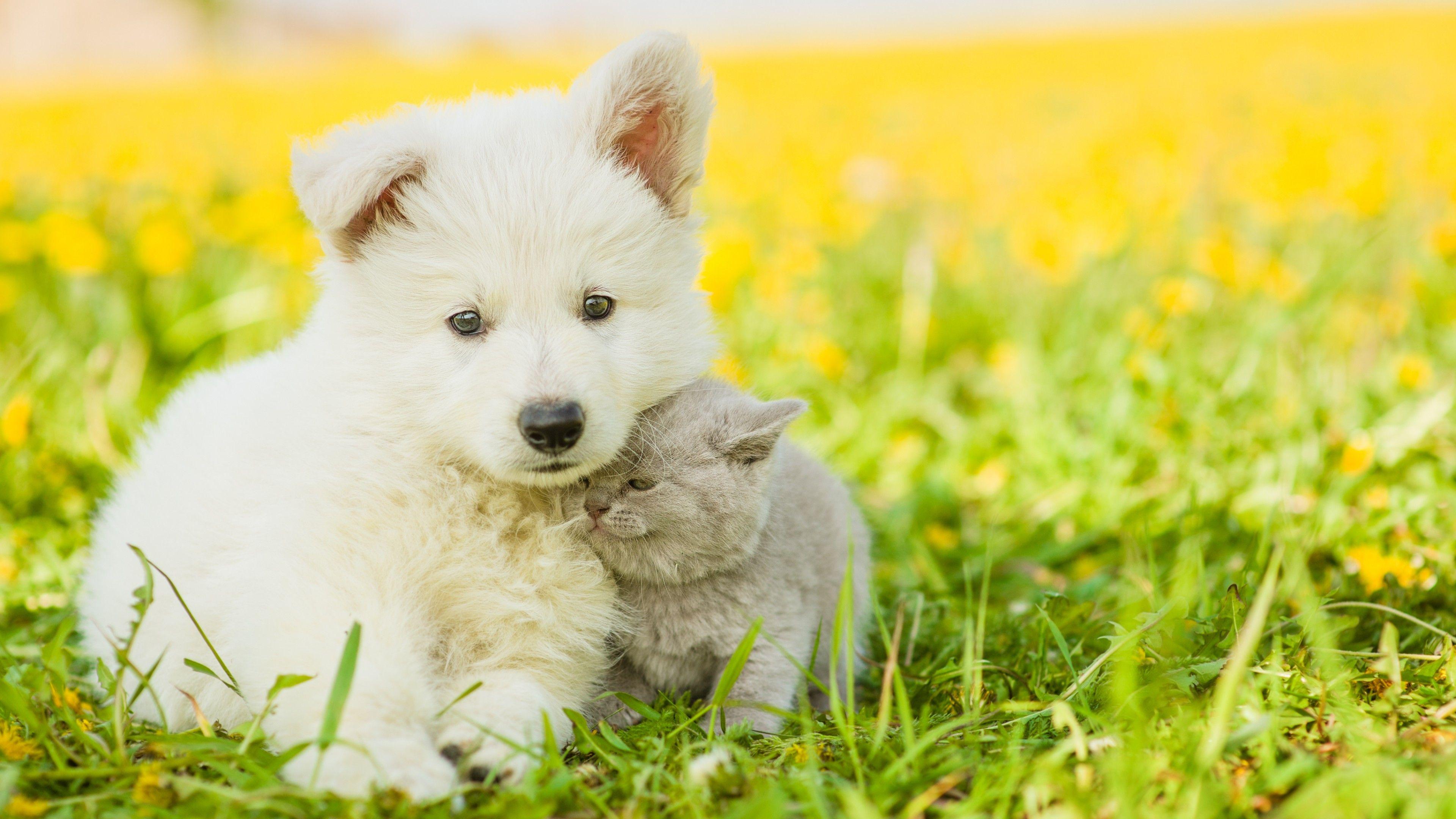 3840x2160 Wallpaper puppy, kitten, funny animals .