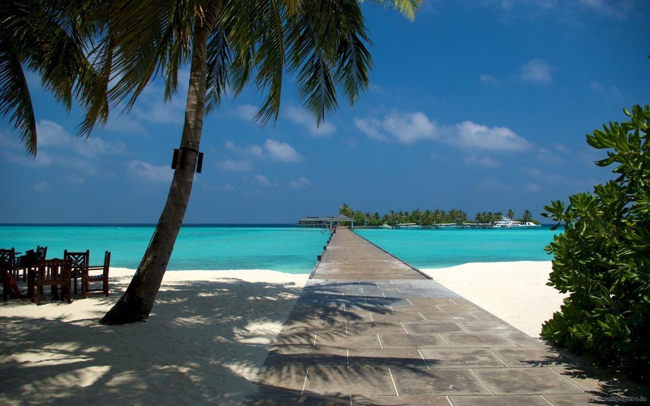 1280x800 Beach Dock and Palm in Maldives .