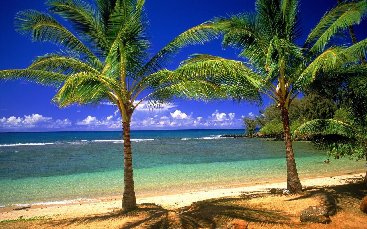 1280x800 Palms on the beach desktop PC .