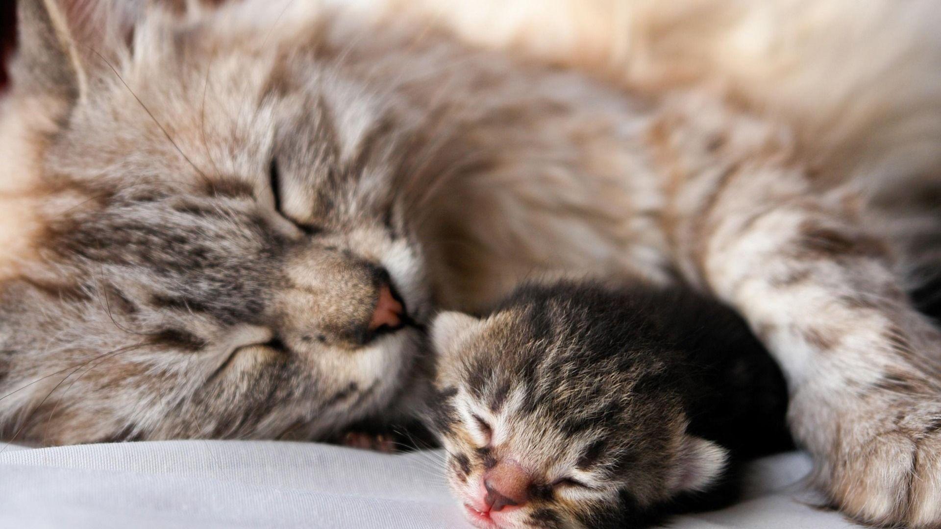 1920x1080 Cute Puppies And Kittens Wallpaperitl.cat