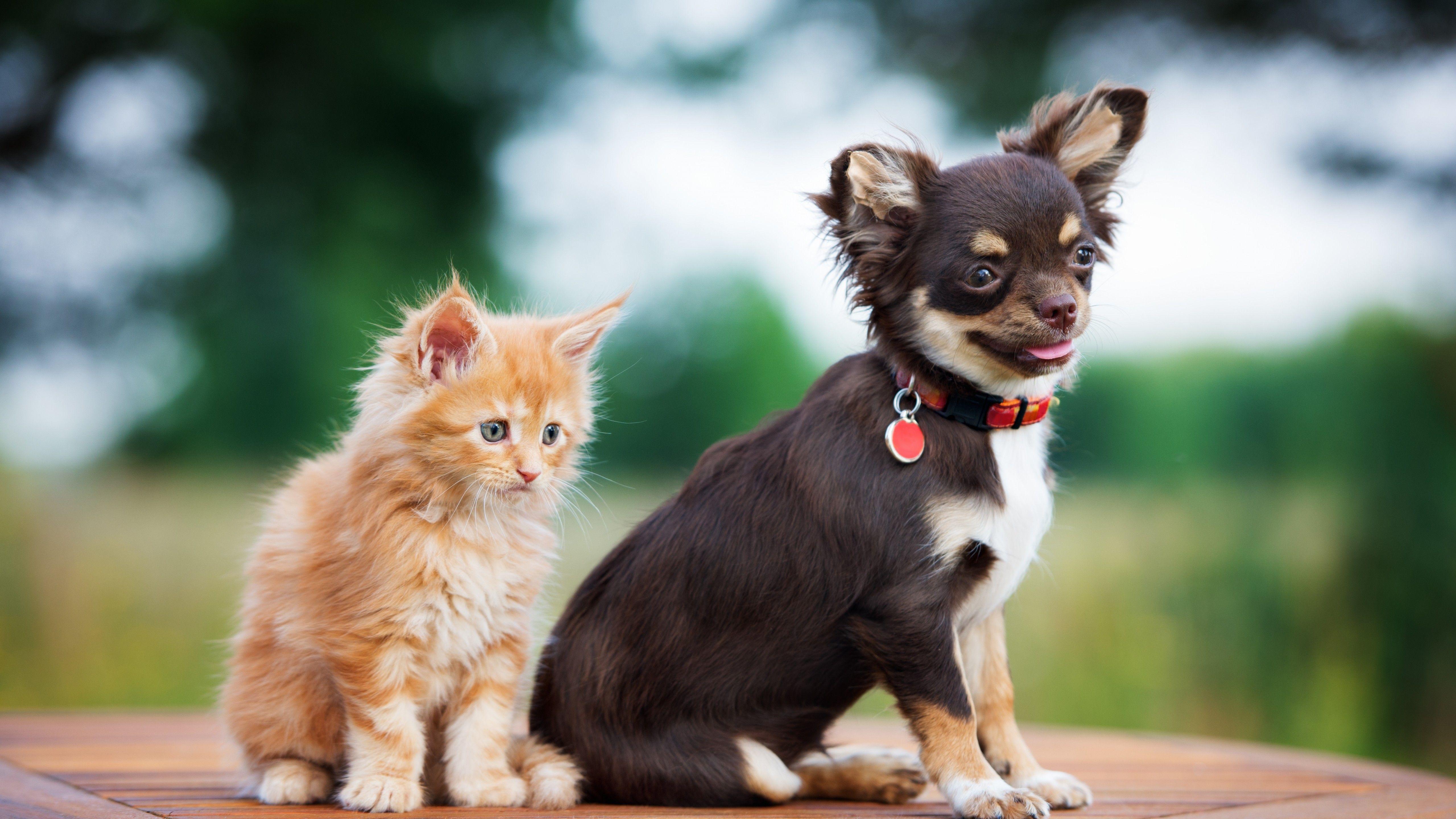 5120x2880 Wallpaper puppy, kitten, funny animals .